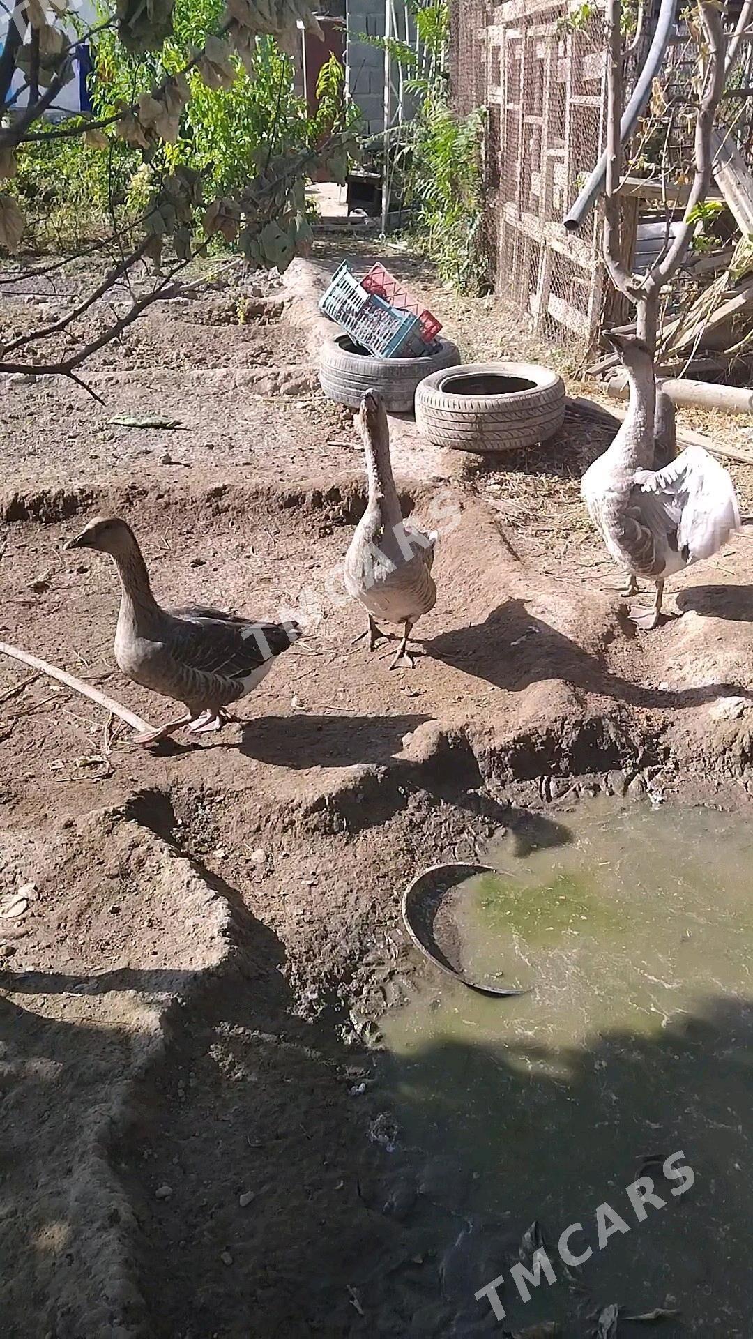 Guss - Ýanbaş - img 2