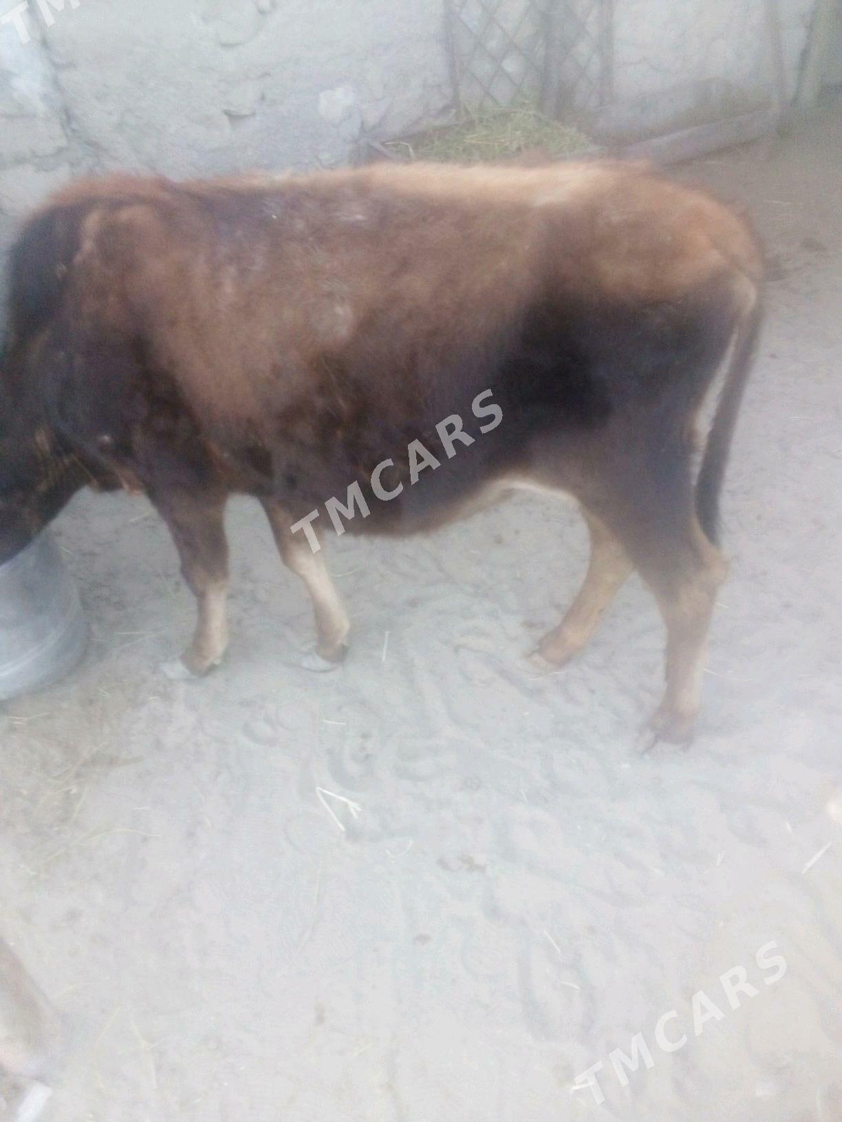 gaçar.2.yaş. - Гумдаг - img 2