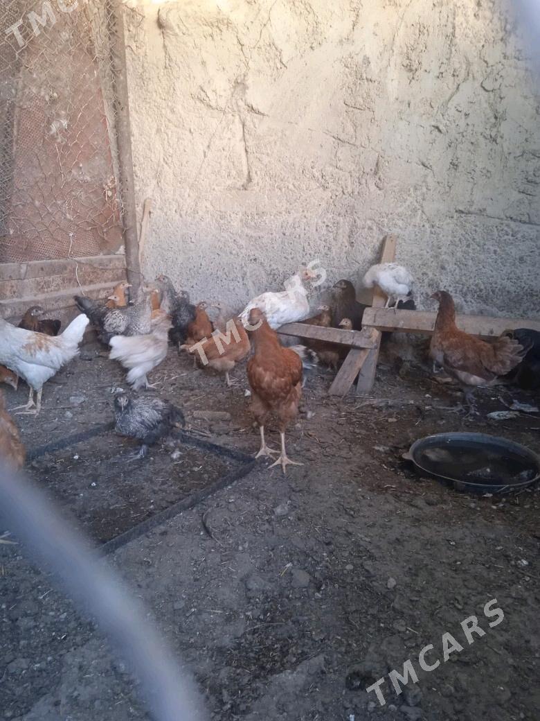 towuk jüje - Ýaşlyk - img 2