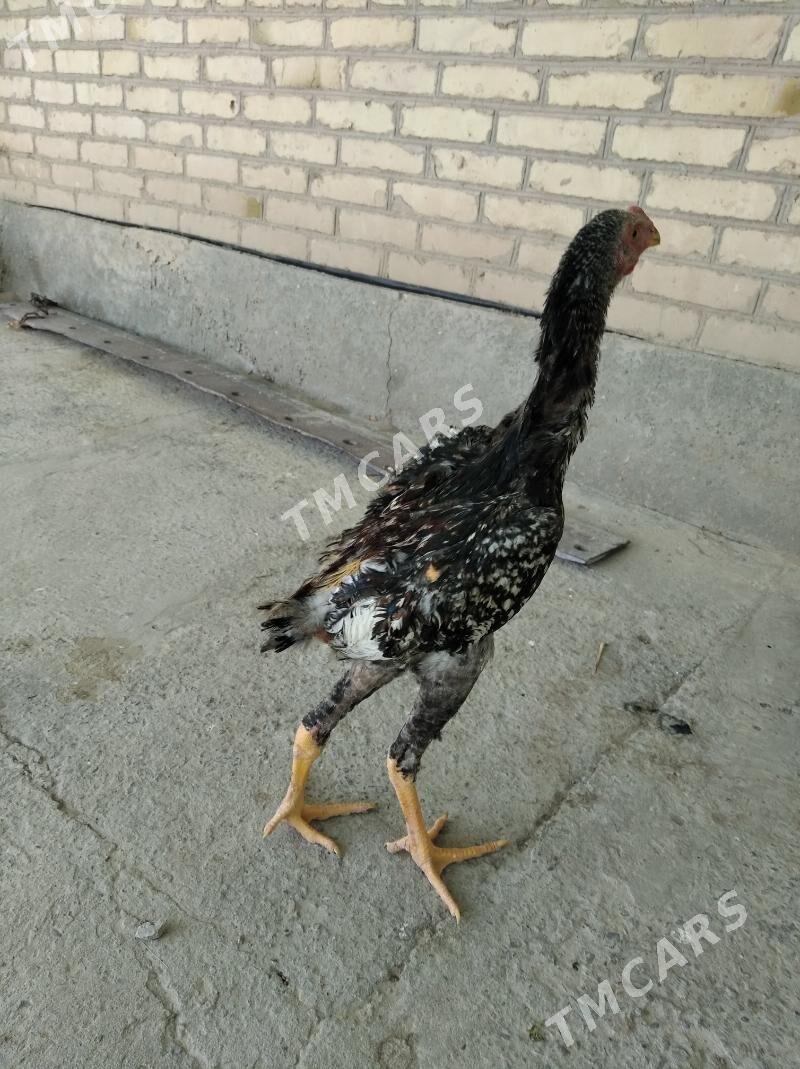 baysow juje - Farap - img 2