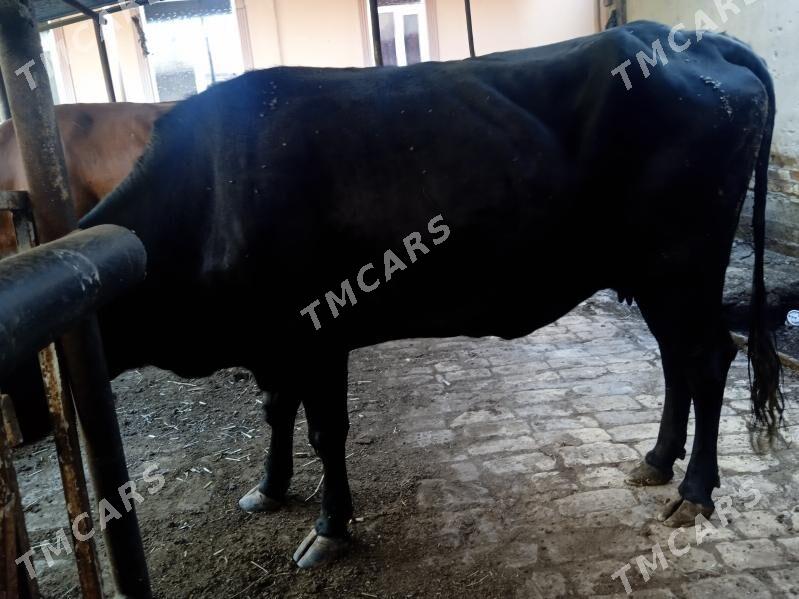 inaklar ve öküz - Türkmenabat - img 2