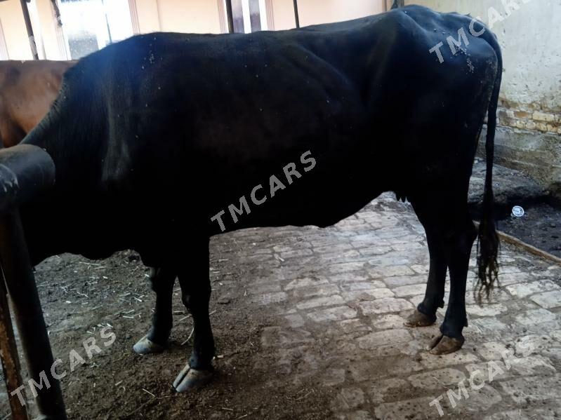 inaklar ve öküz - Türkmenabat - img 6