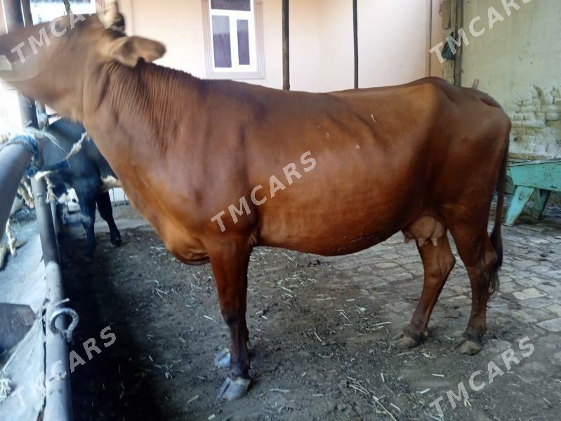 inaklar ve öküz - Türkmenabat - img 5