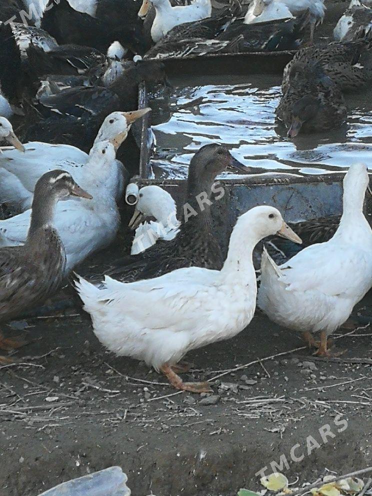 ordek gak gak - Bereket - img 3