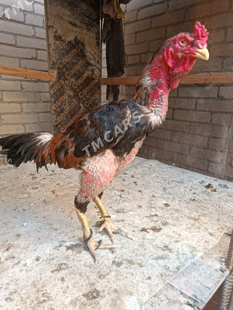 horaz baysowy - Türkmenabat - img 2