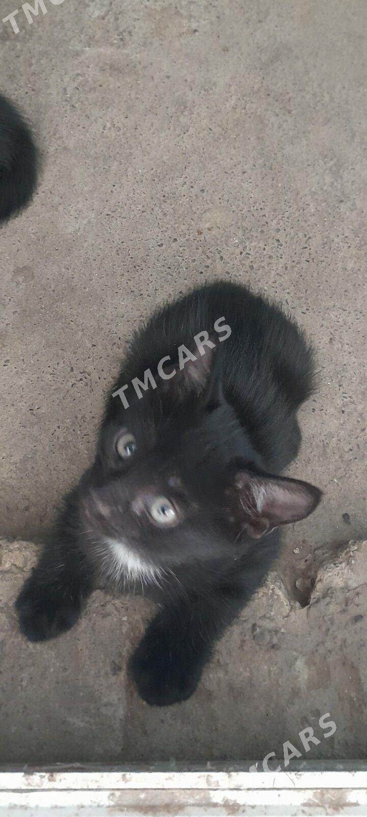 котята - Ким район - img 1