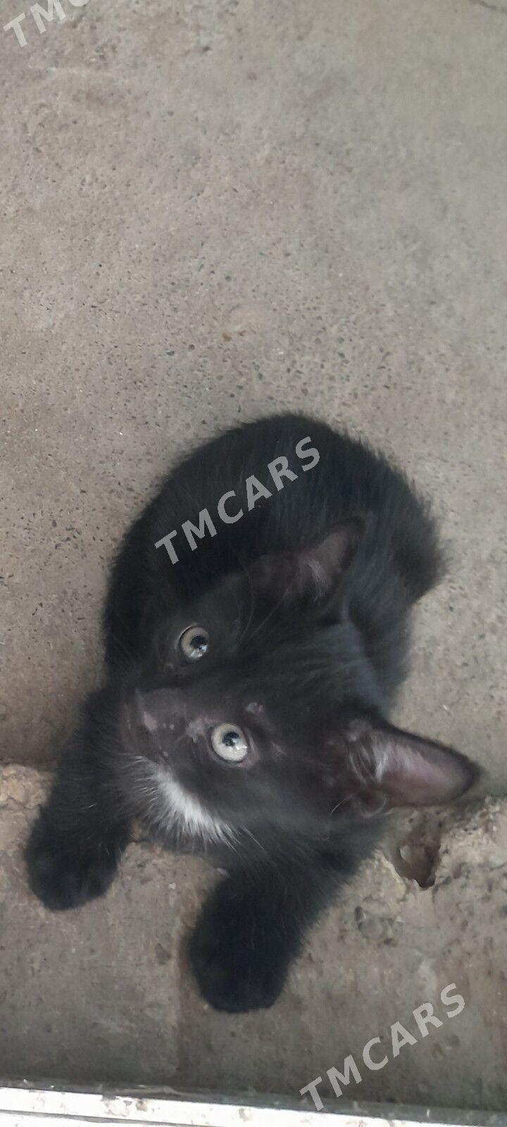 котята - Ким район - img 4