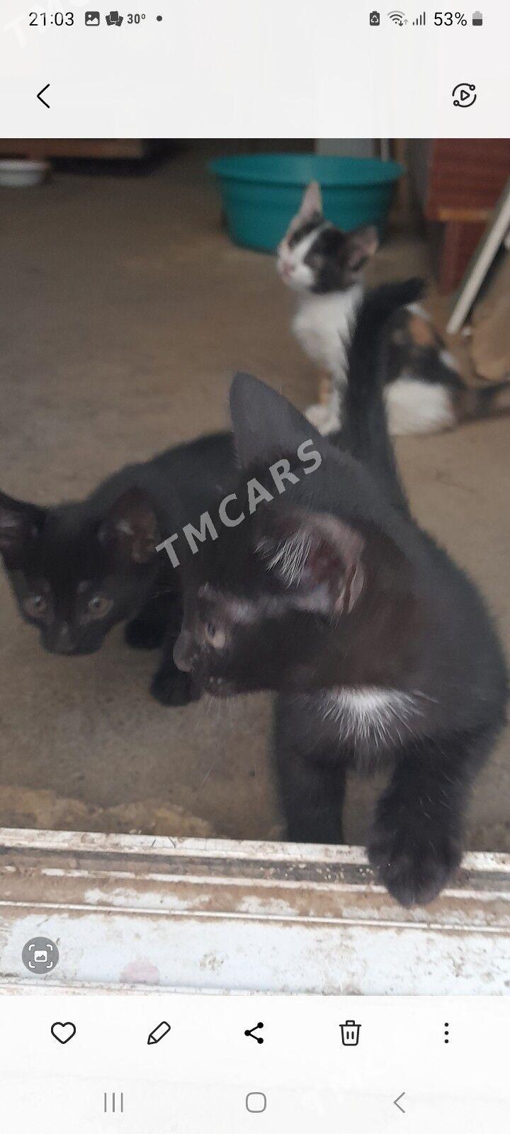 котята - Ким район - img 2