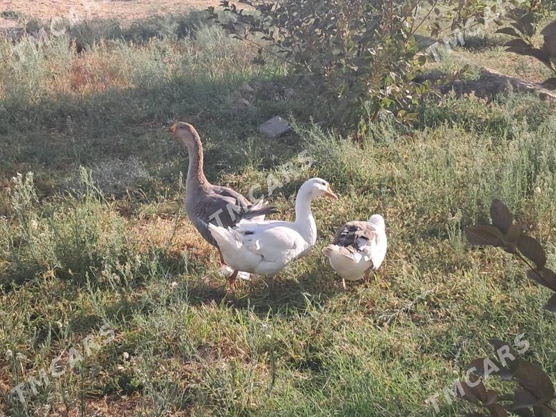 gus - Aşgabat - img 3