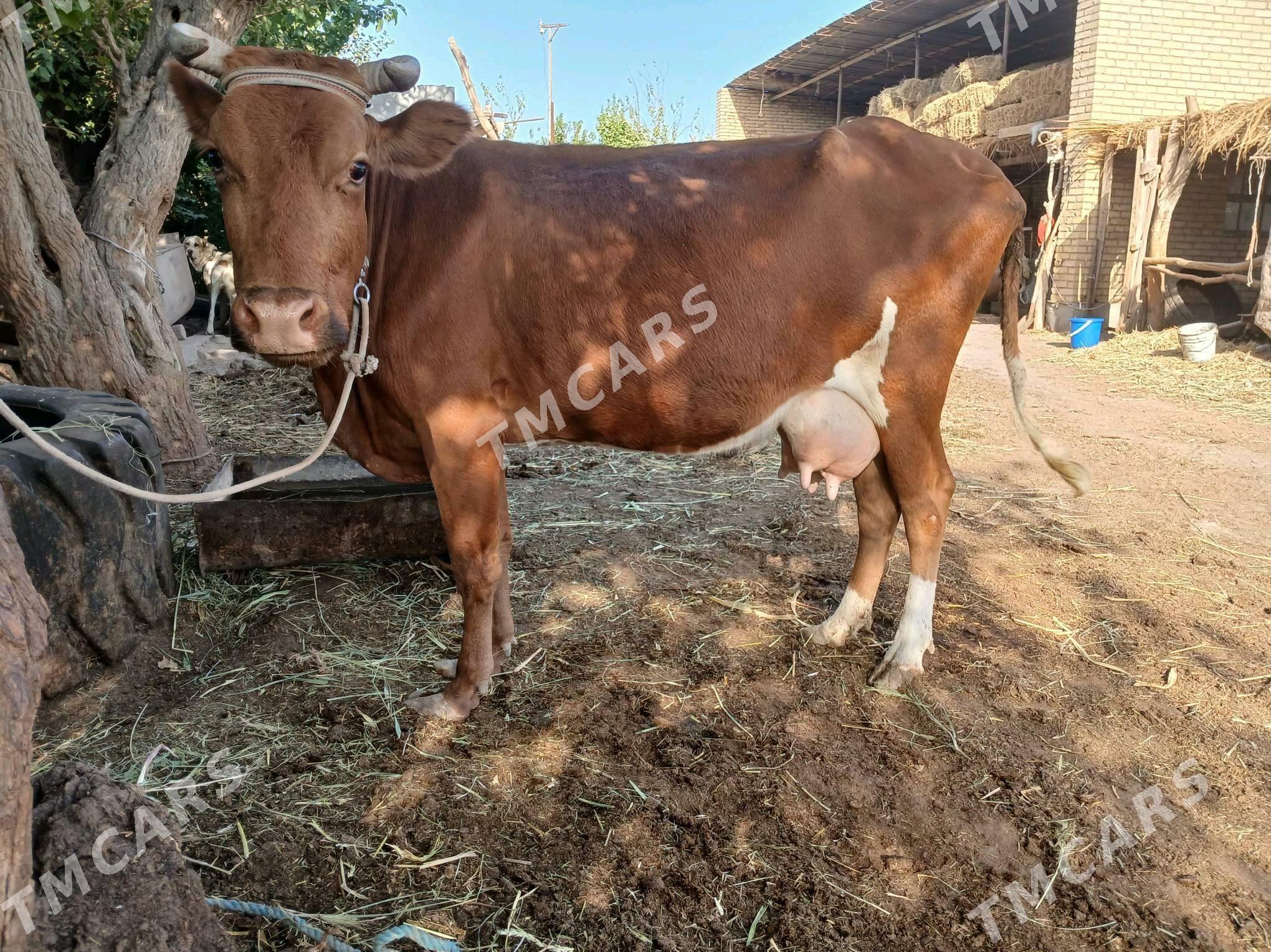 Goleli sgyr - Farap - img 2