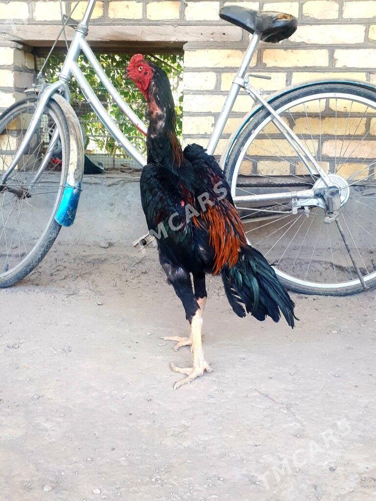 xoraz - Çärjew - img 2