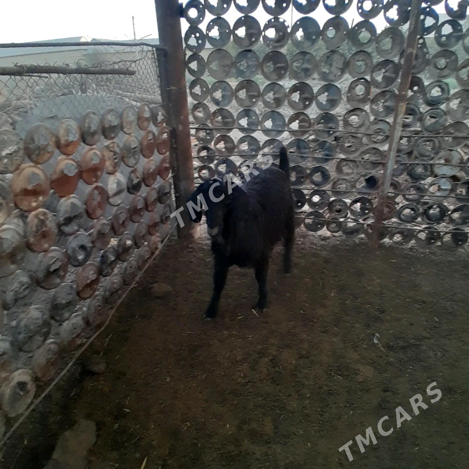 teke - Mary - img 2
