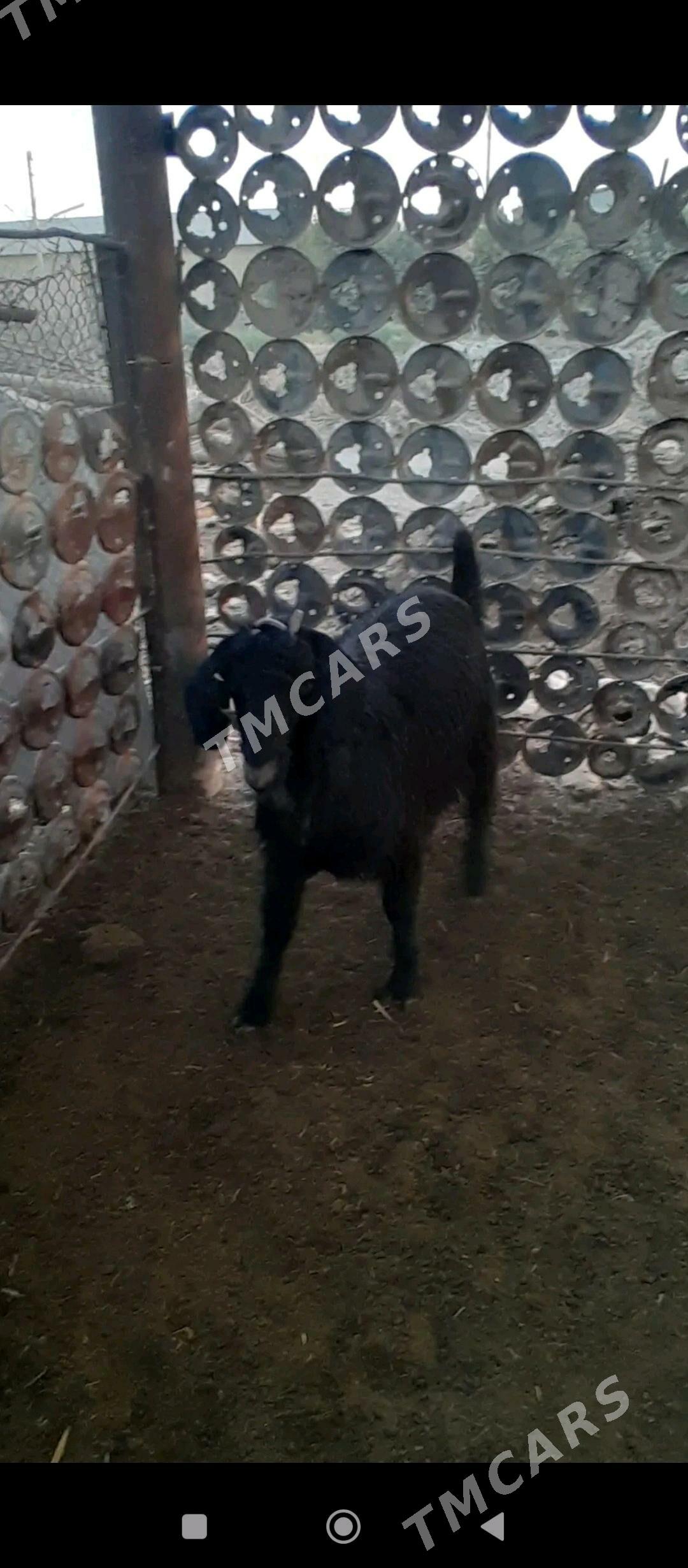 teke - Mary - img 3
