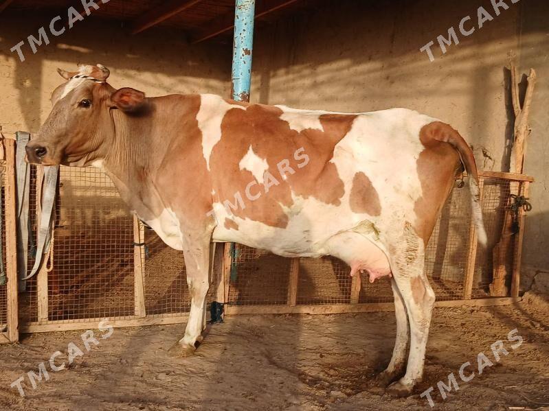 goleli - Wekilbazar - img 10