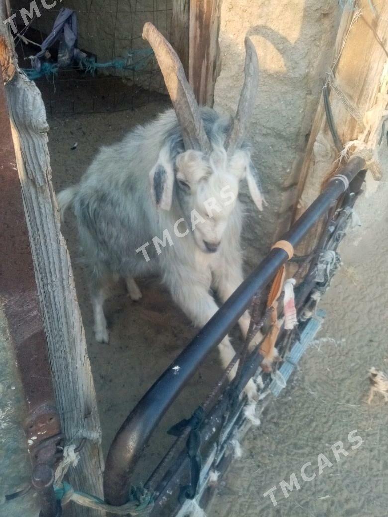 Teke - Türkmenbaşy - img 2