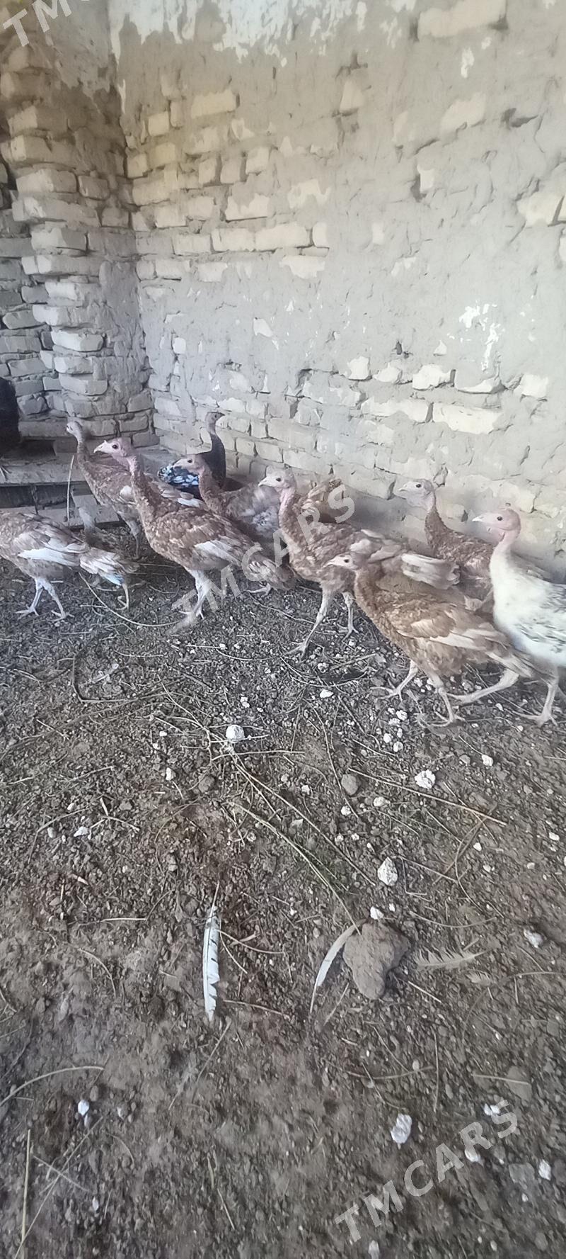 Gyzyl induklar - Saýat - img 2
