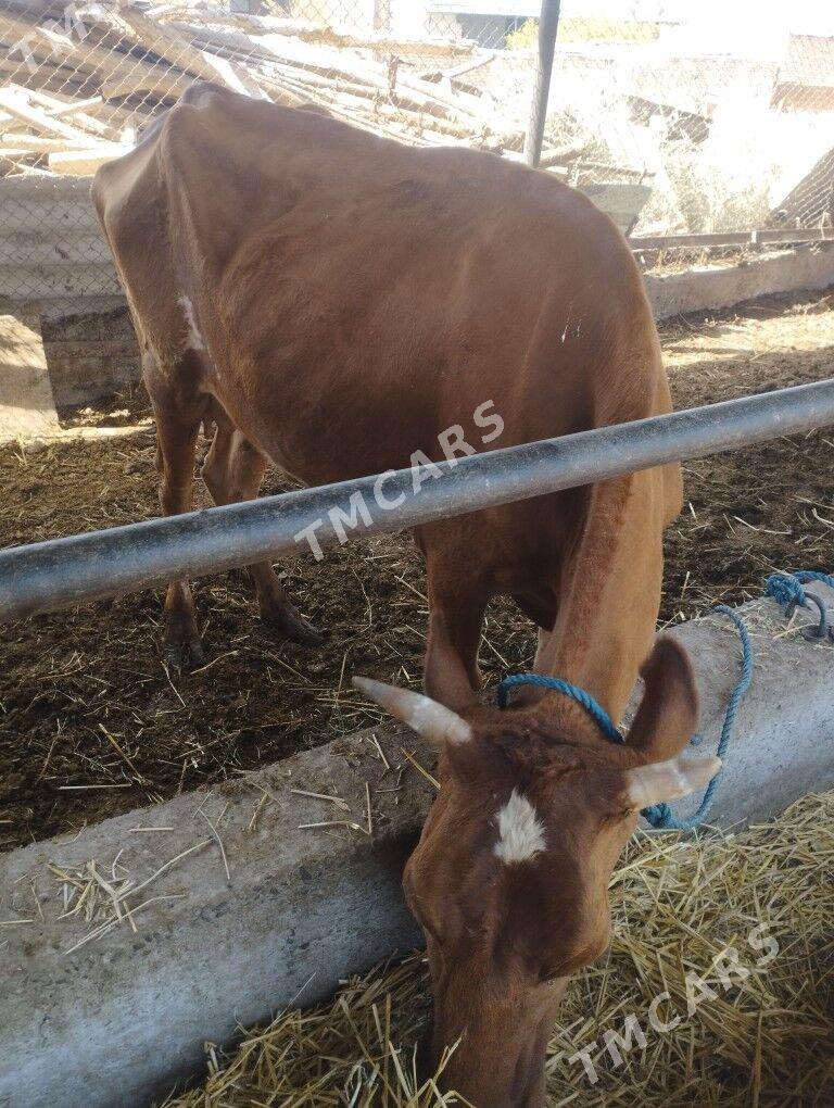 İNEK - Çärjew - img 2
