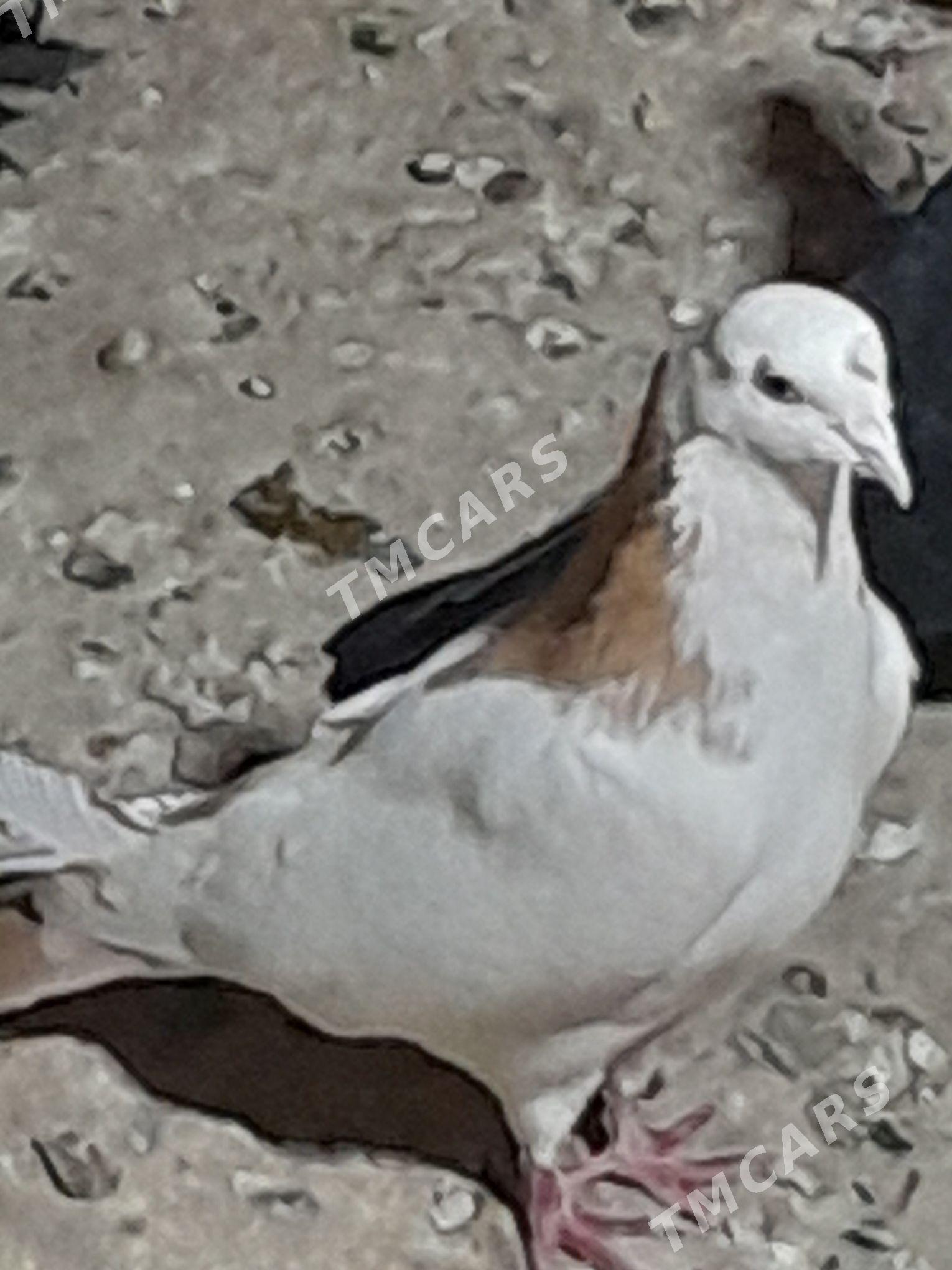 kepderi - Сакарчага - img 4