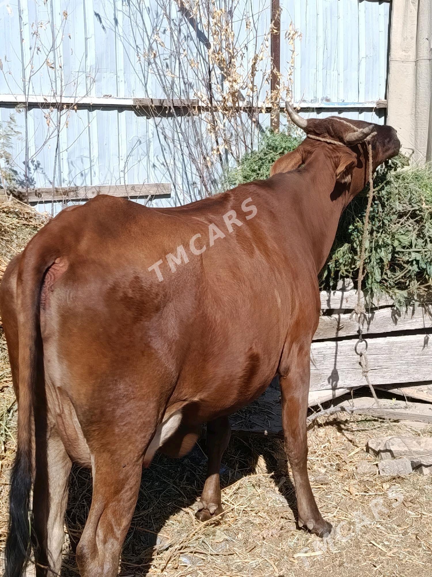 goleli. sygyr. - Türkmenabat - img 2