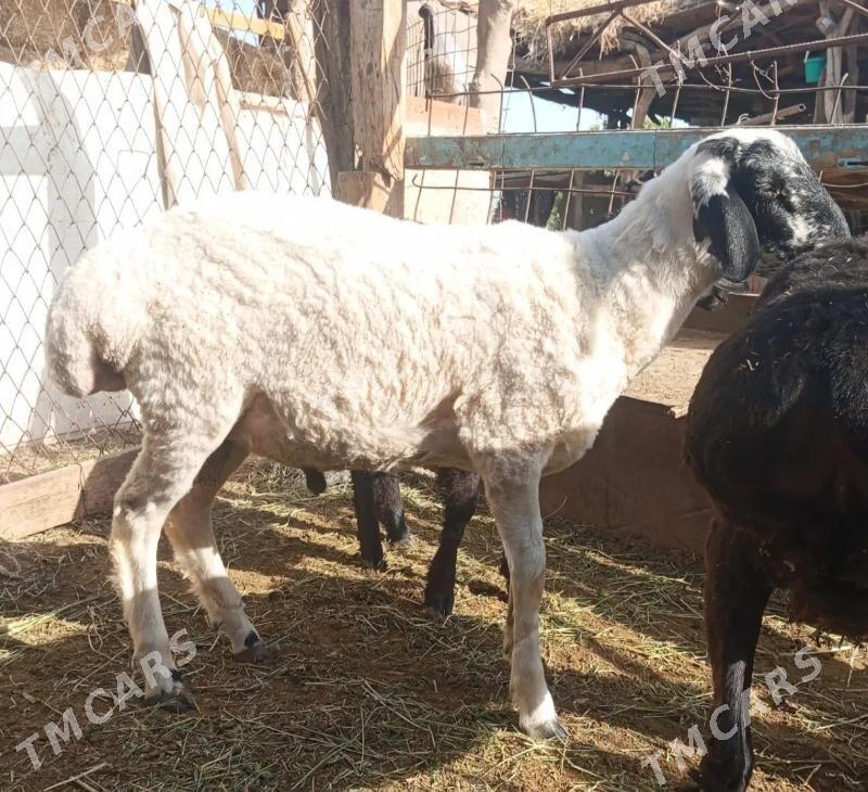  koçkar - Farap - img 2