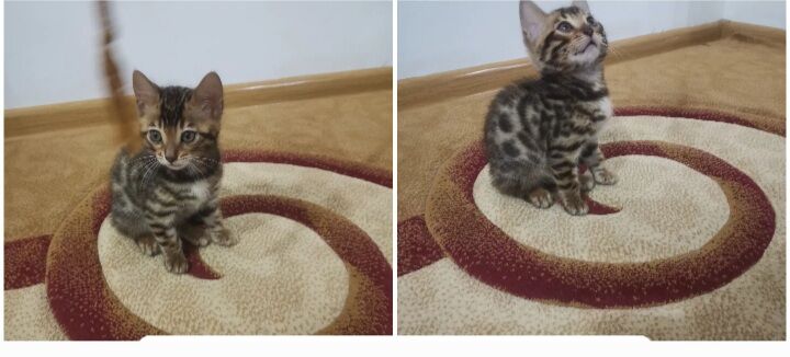 Котенок - Ашхабад - img 2