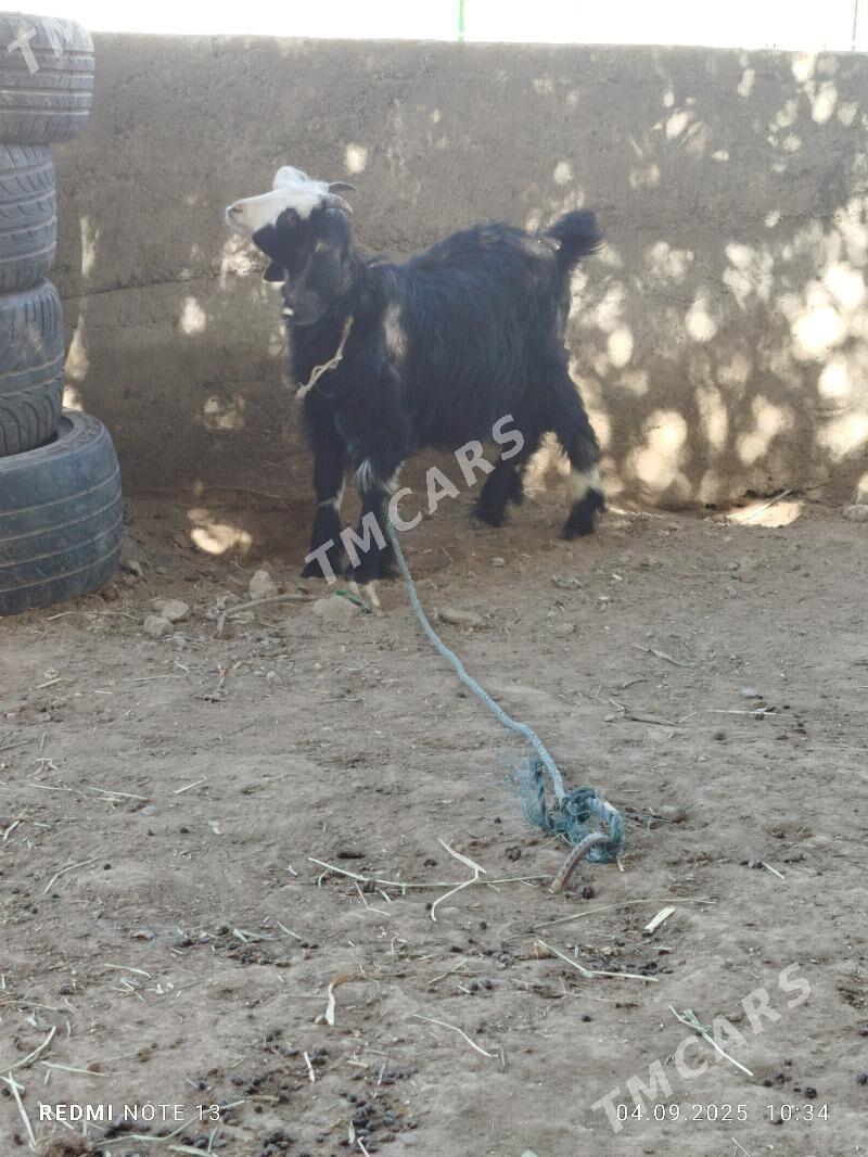 geci - Daşoguz - img 2