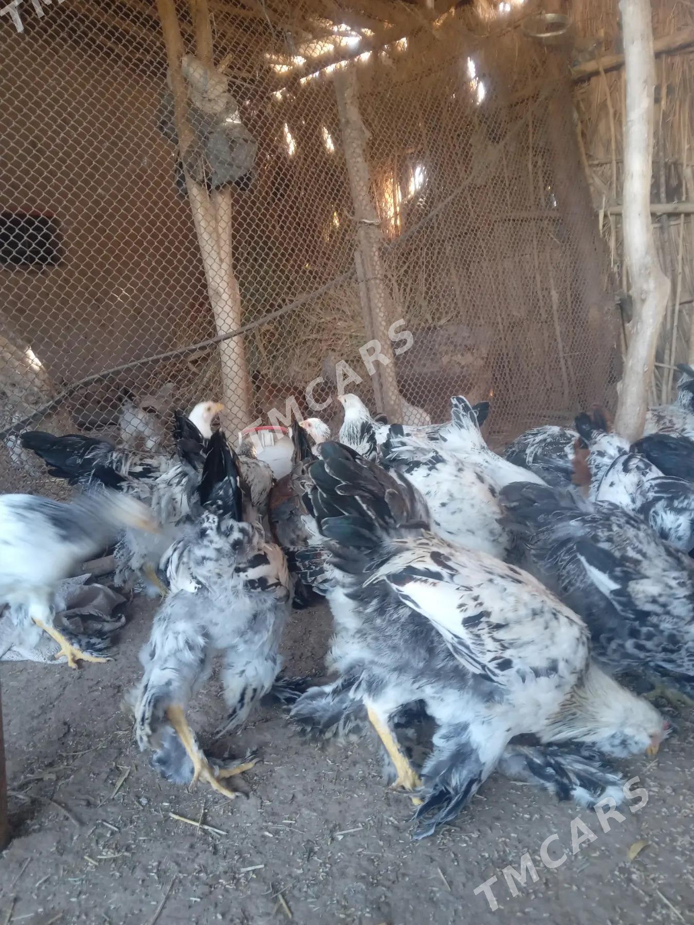 balgar ve brama jüýjeler - Дашогуз - img 5