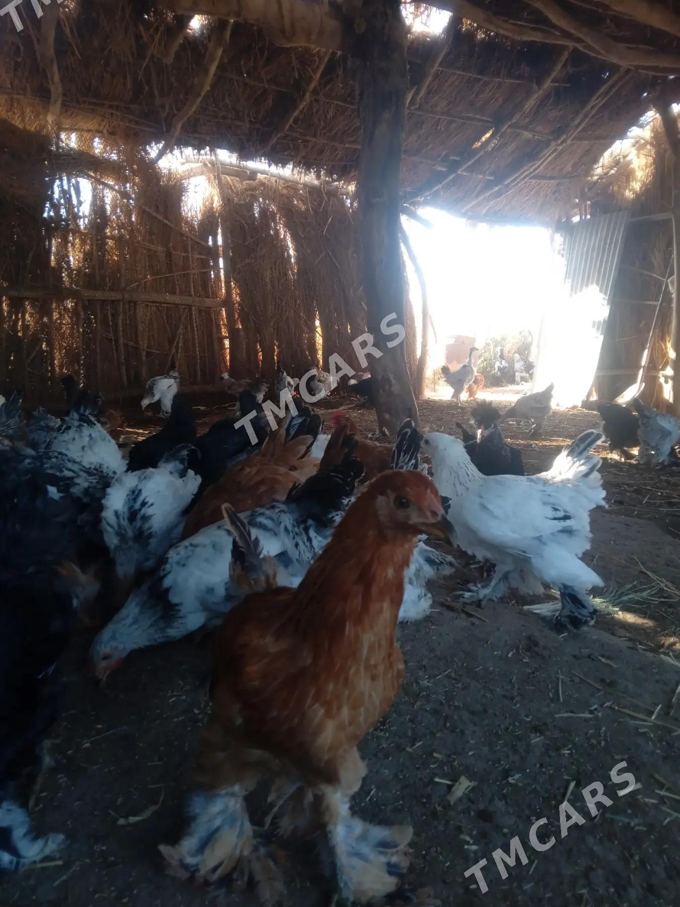 balgar ve brama jüýjeler - Дашогуз - img 4