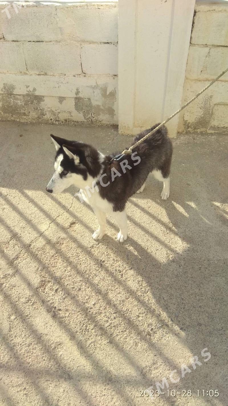 Haski güjik - Çoganly - img 3