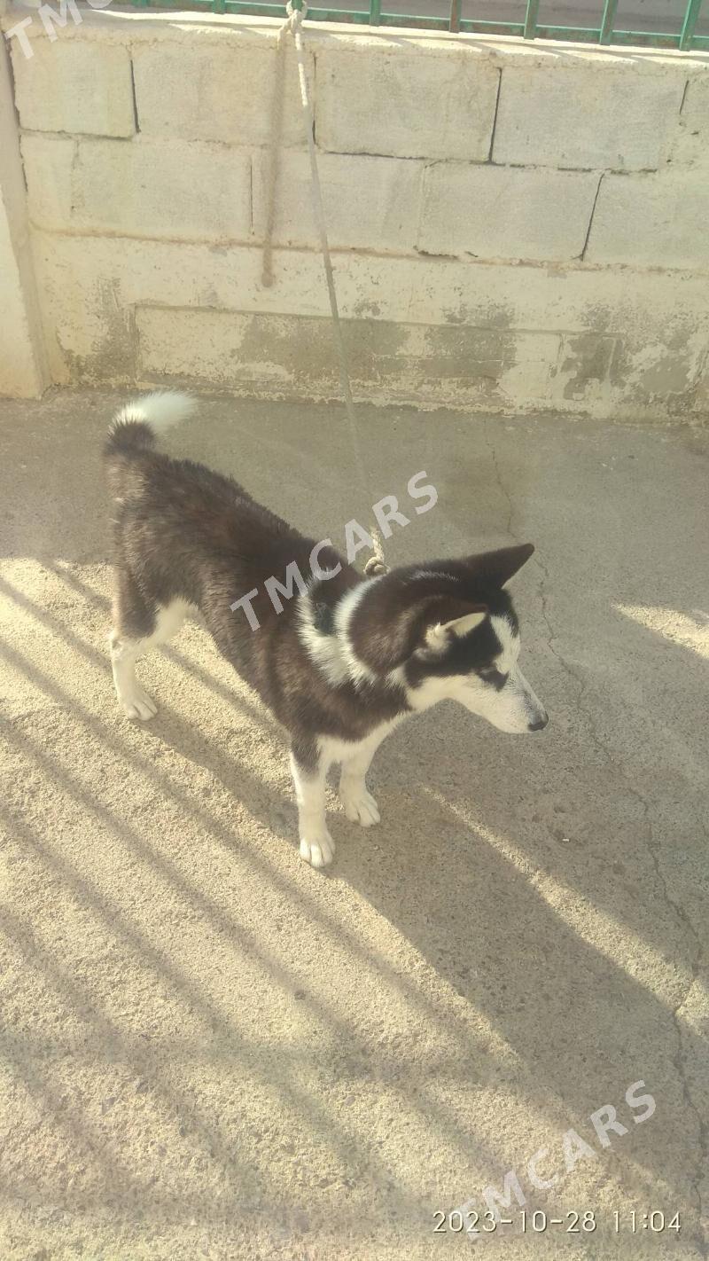 Haski güjik - Çoganly - img 2
