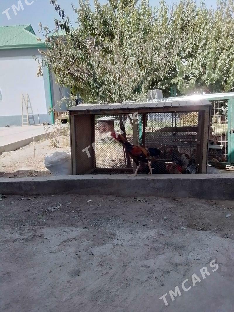 towuklar - Гарадамак - img 5