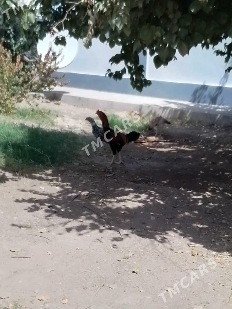 towuklar - Гарадамак - img 3