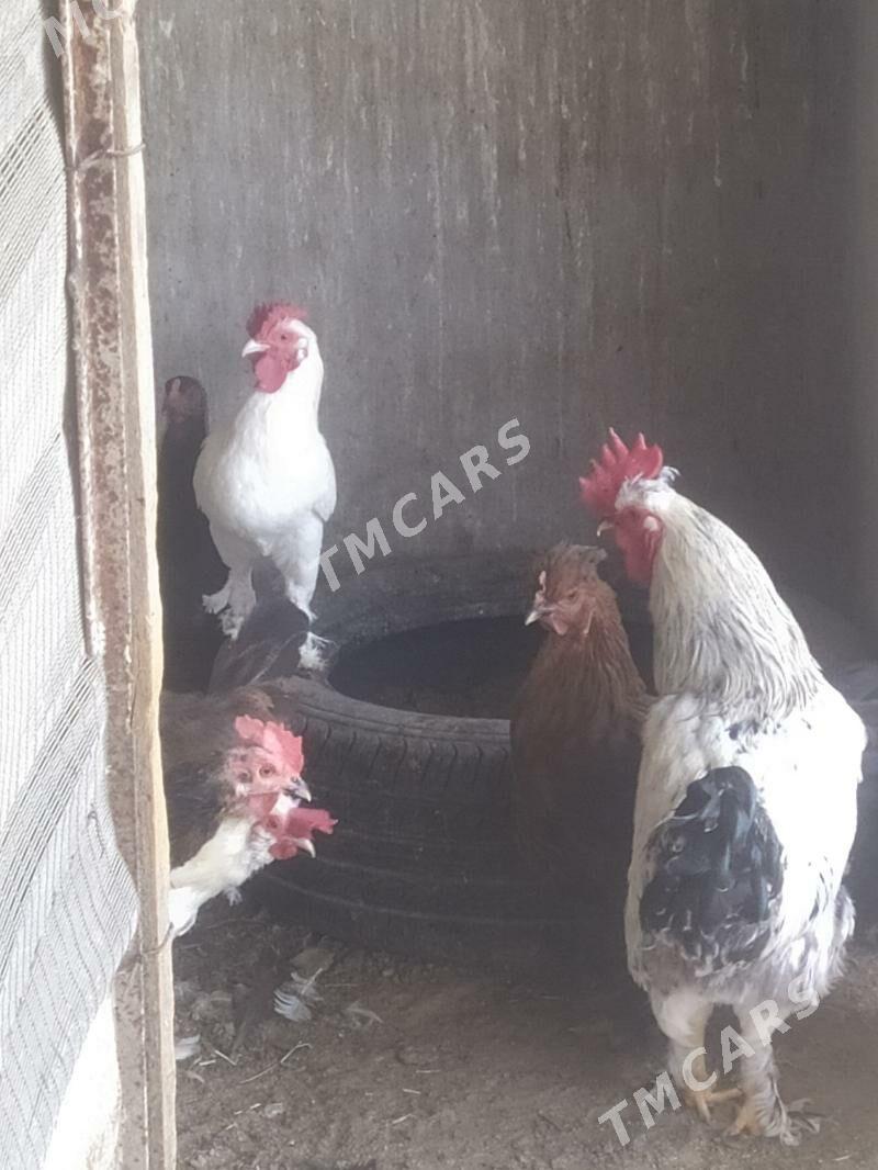 Ак карлик хоразлар - Türkmenabat - img 2