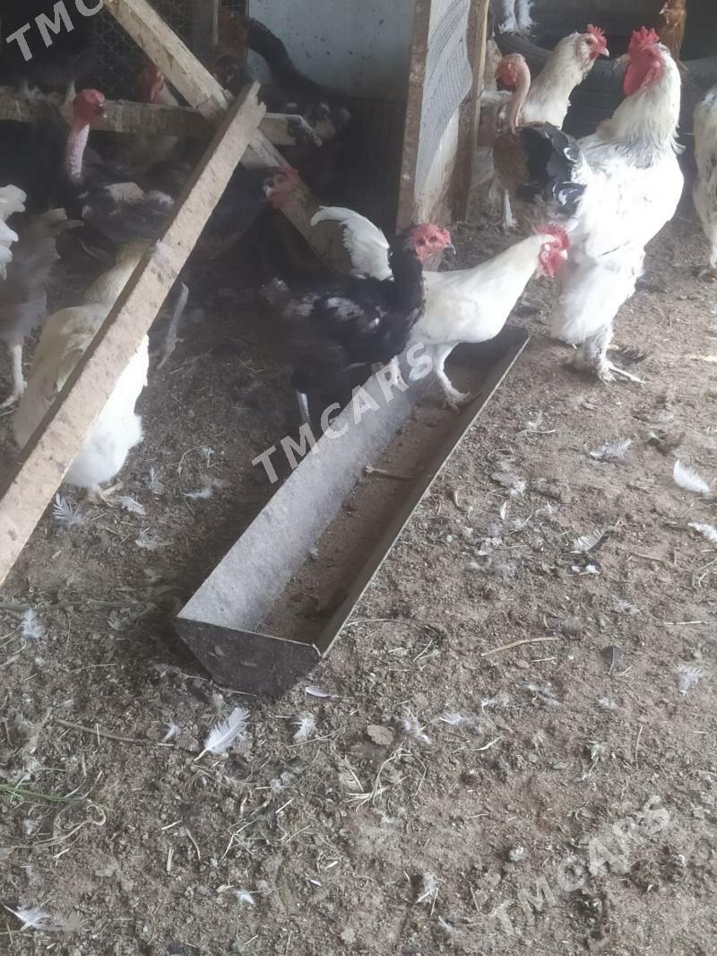 Ак карлик хоразлар - Türkmenabat - img 3