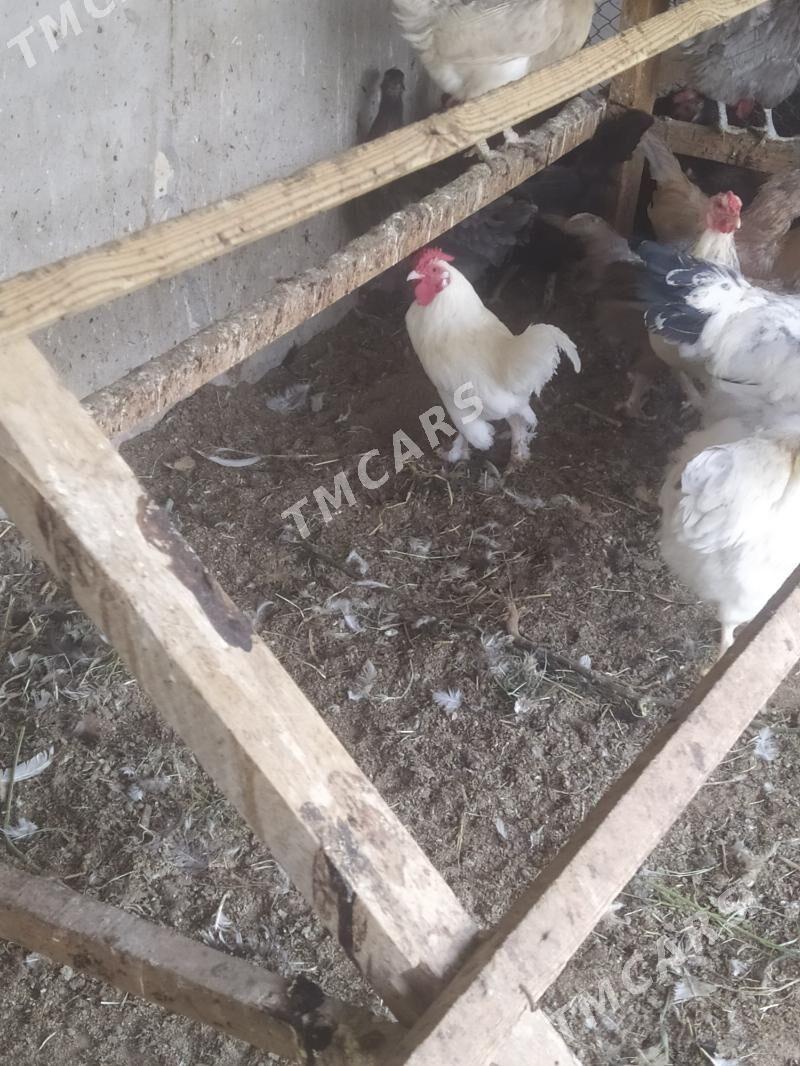 Ак карлик хоразлар - Türkmenabat - img 4