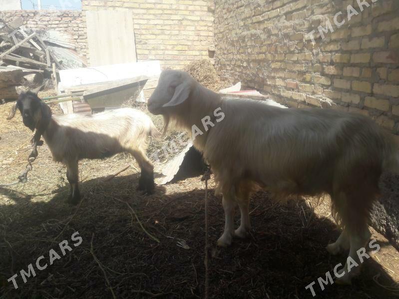 serke - Farap - img 3