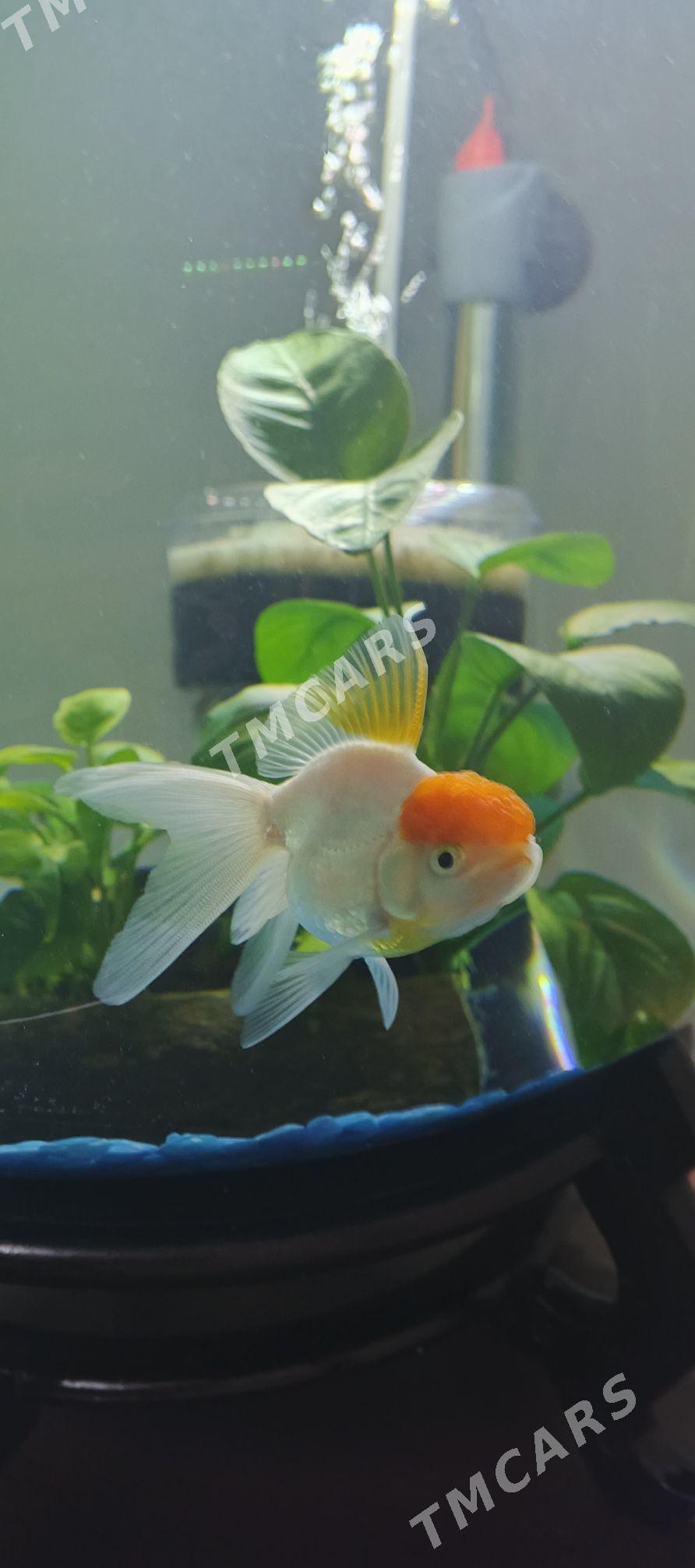 Oranda Balyk - Ашхабад - img 2