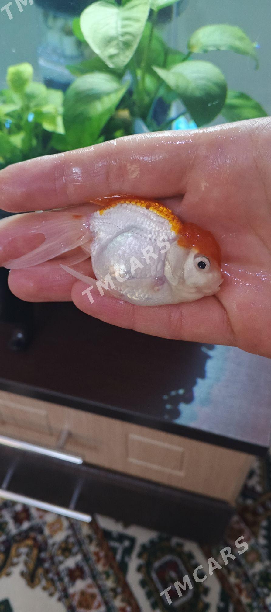 Oranda Balyk - Ашхабад - img 5