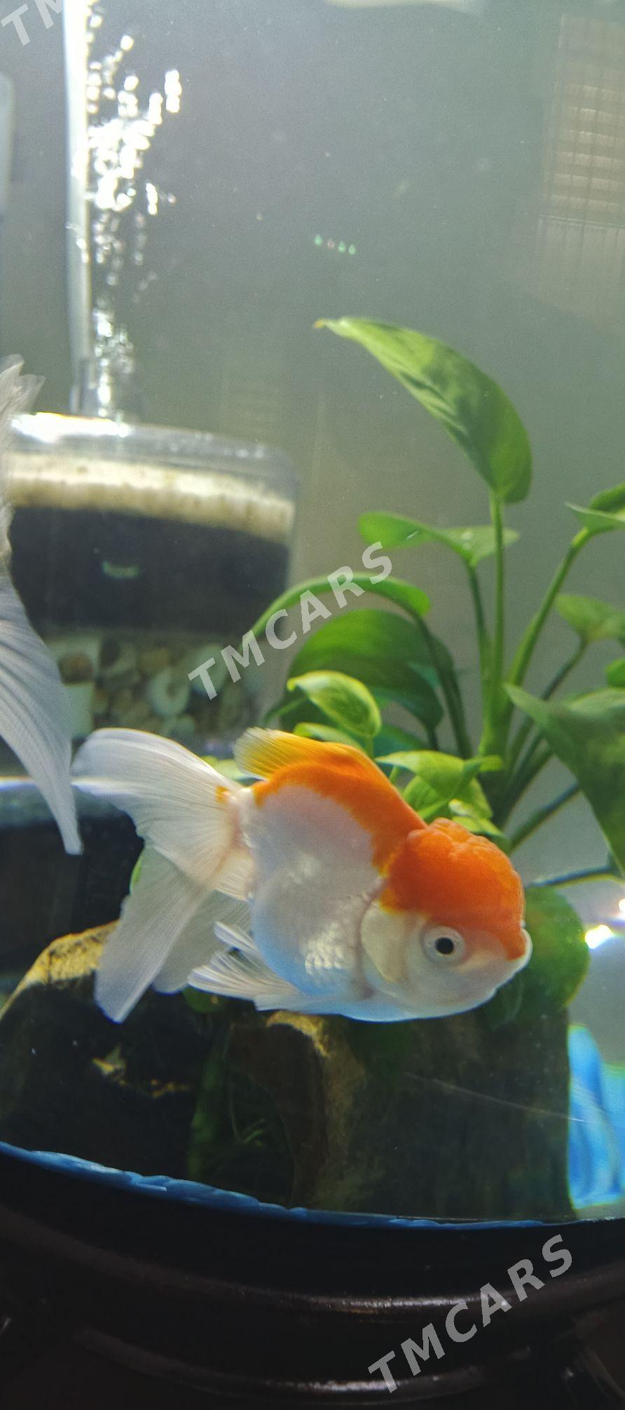 Oranda Balyk - Ашхабад - img 4