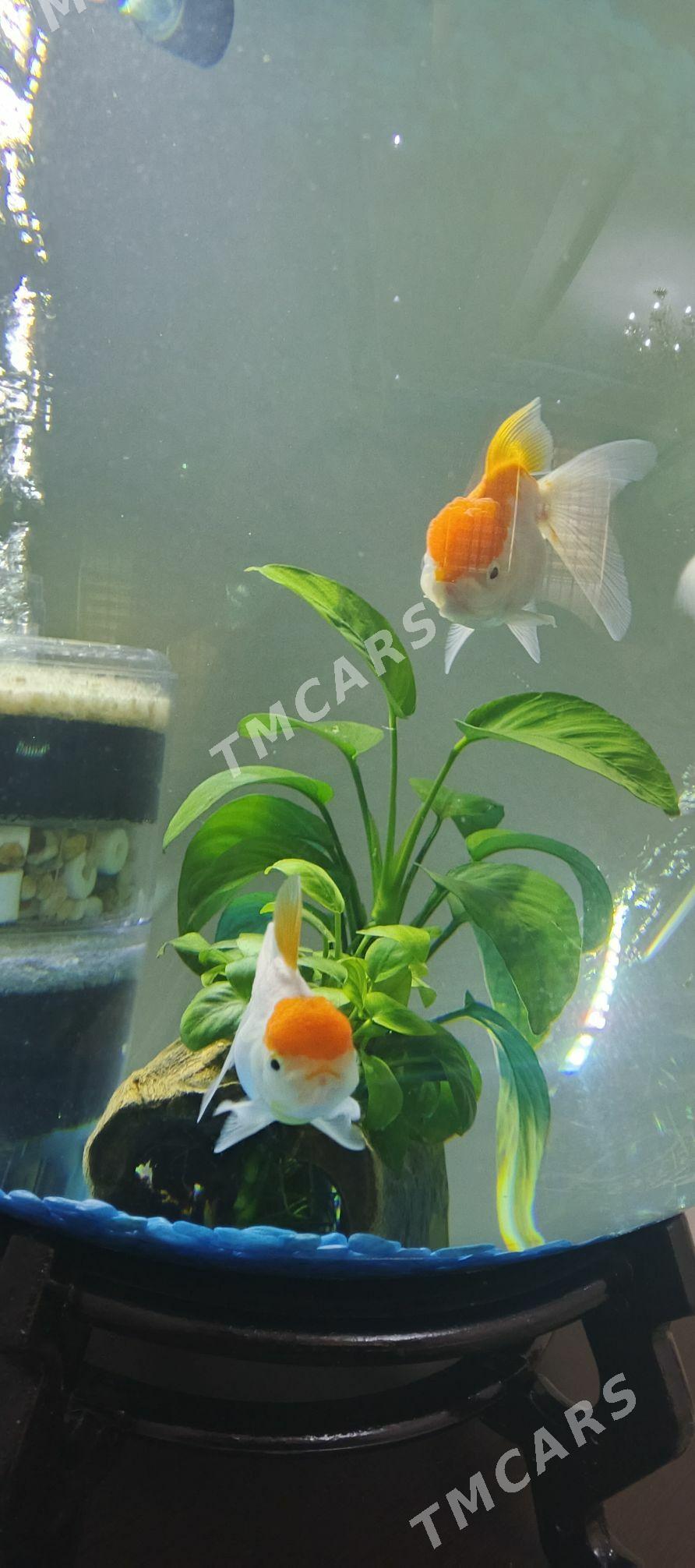 Oranda Balyk - Ашхабад - img 3