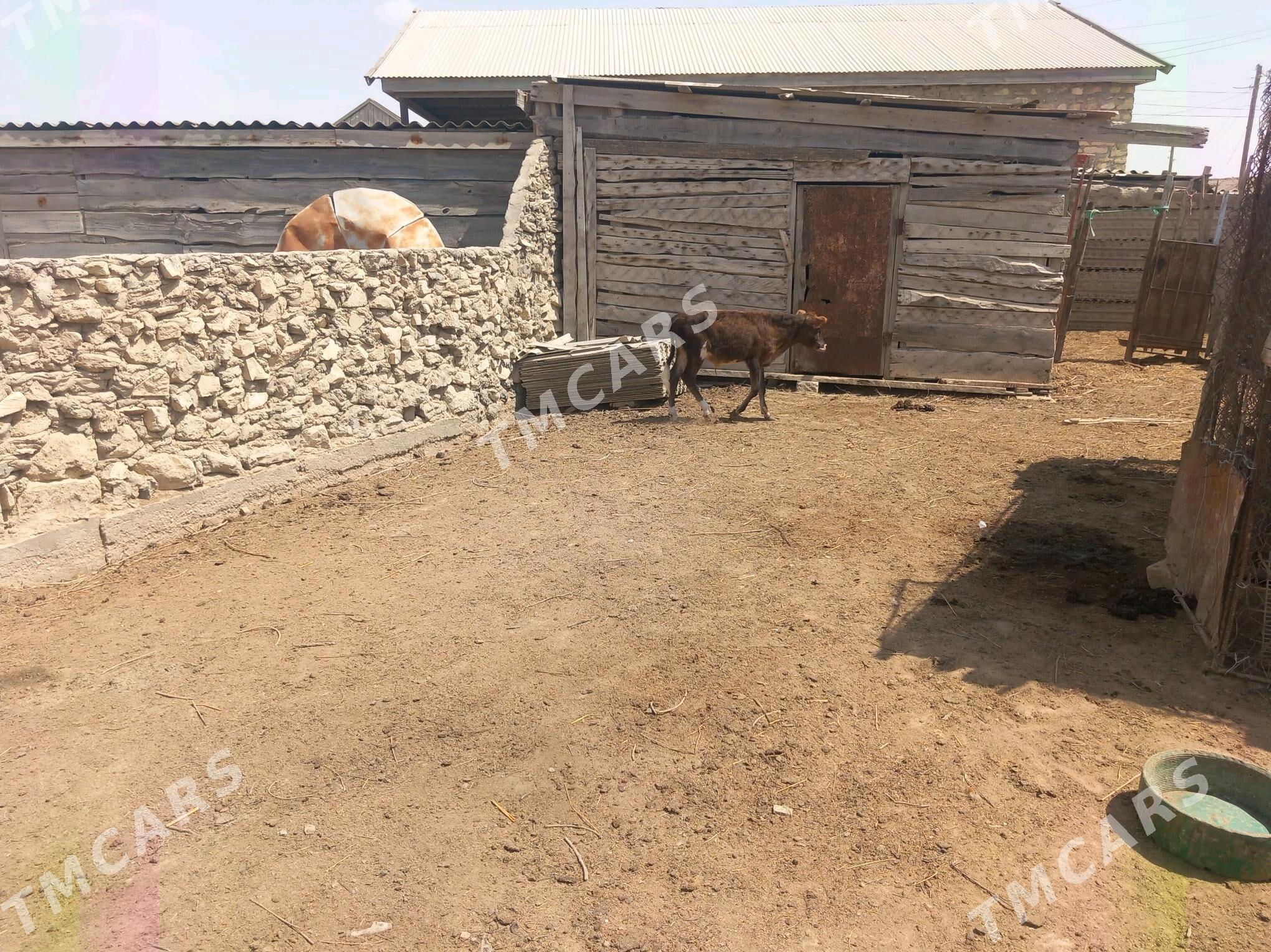 GÖLE - Esenguly - img 2
