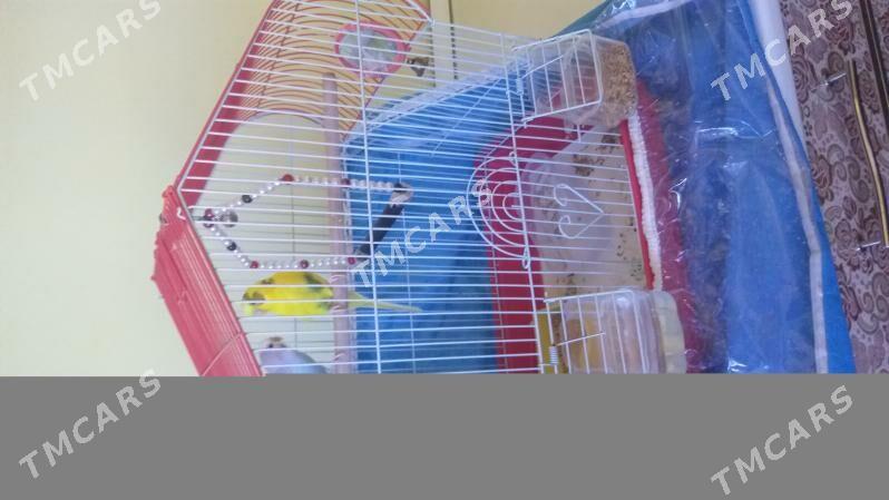 Попугайчики🦜 - Дашогуз - img 3