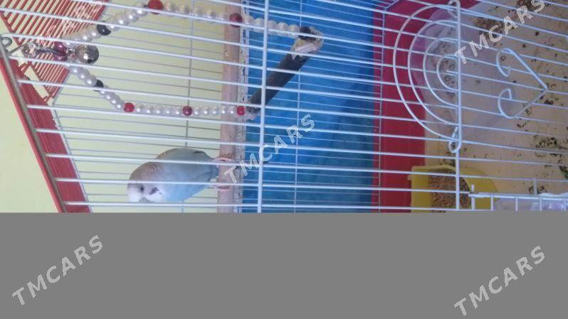 Попугайчики🦜 - Дашогуз - img 2