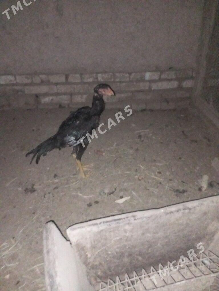 dik tac - Халач - img 2