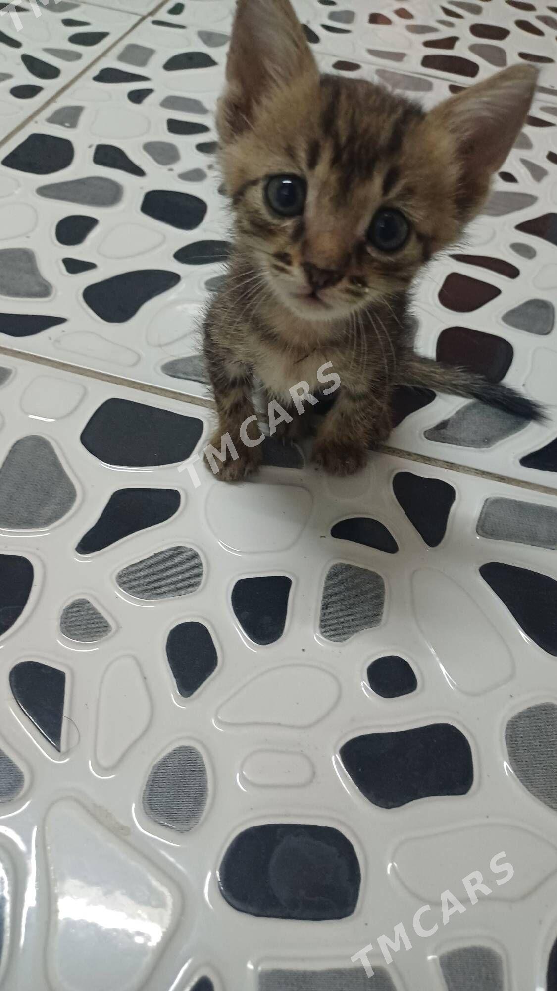 котенки - Дашогуз - img 3