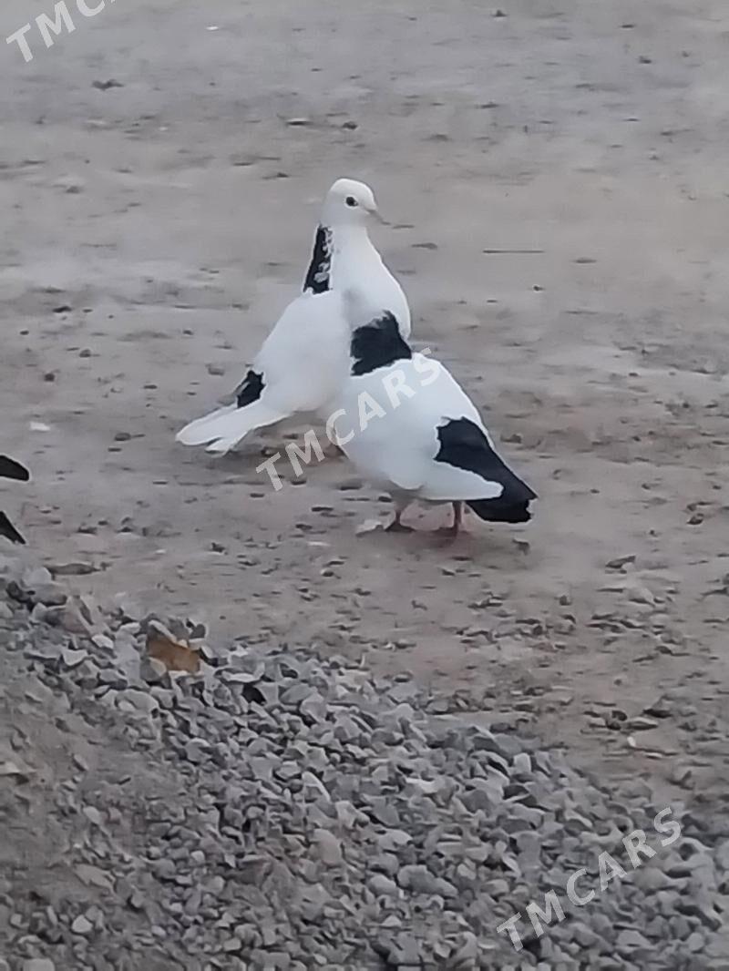 KEPDERI... - Мургап - img 10