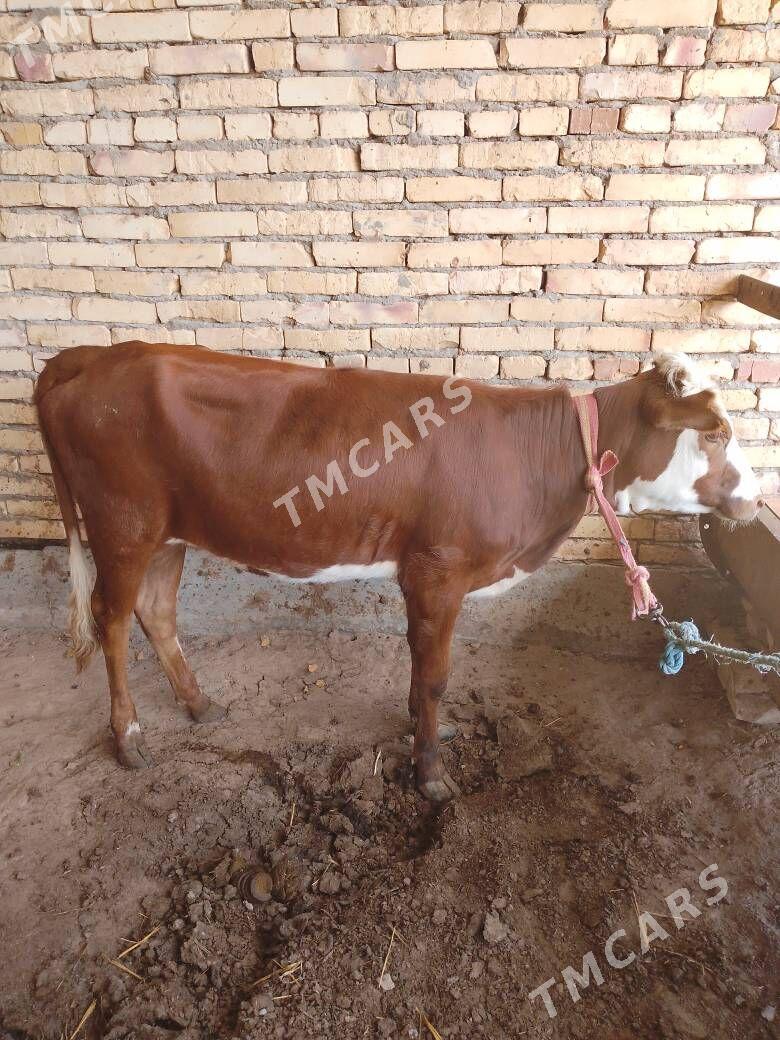 UNAJYN - Türkmenabat - img 3