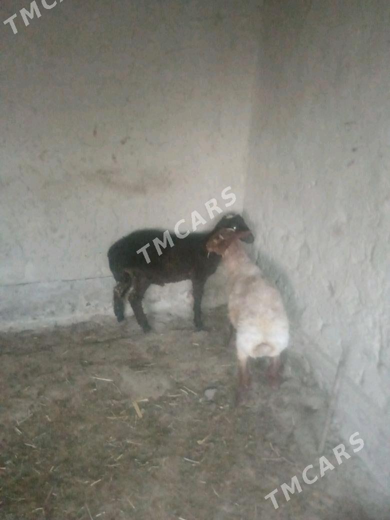 tokly - Бахарден - img 2