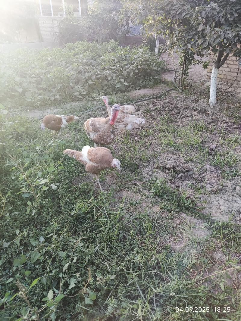 owgan induklar - Türkmenabat - img 2
