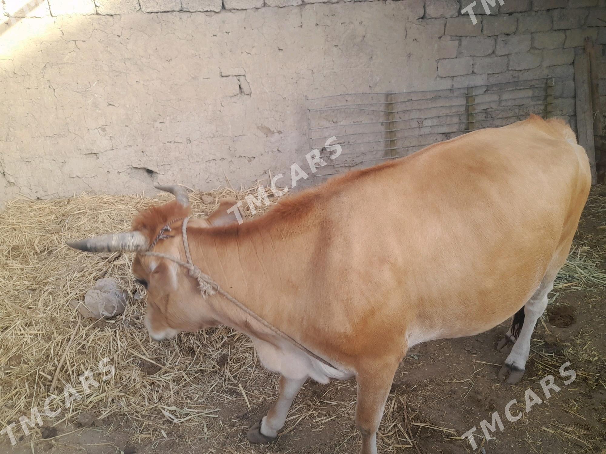 Goleli Sygyr - Aşgabat - img 2